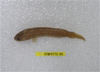 藏品(七星鱧)的圖片